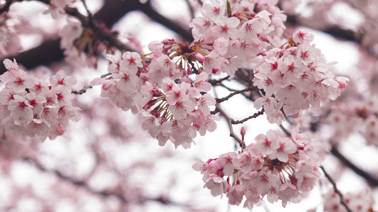 cherry blossoms beautiful pink free photo