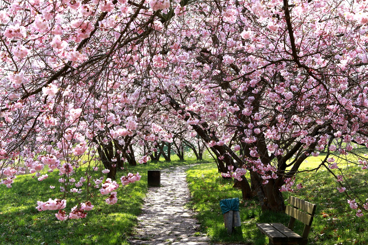 cherry blossoms cherries spring free photo
