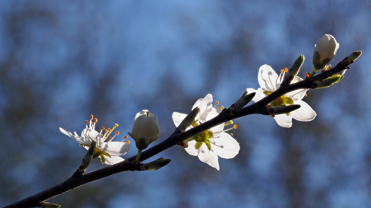 plant nature live free photo