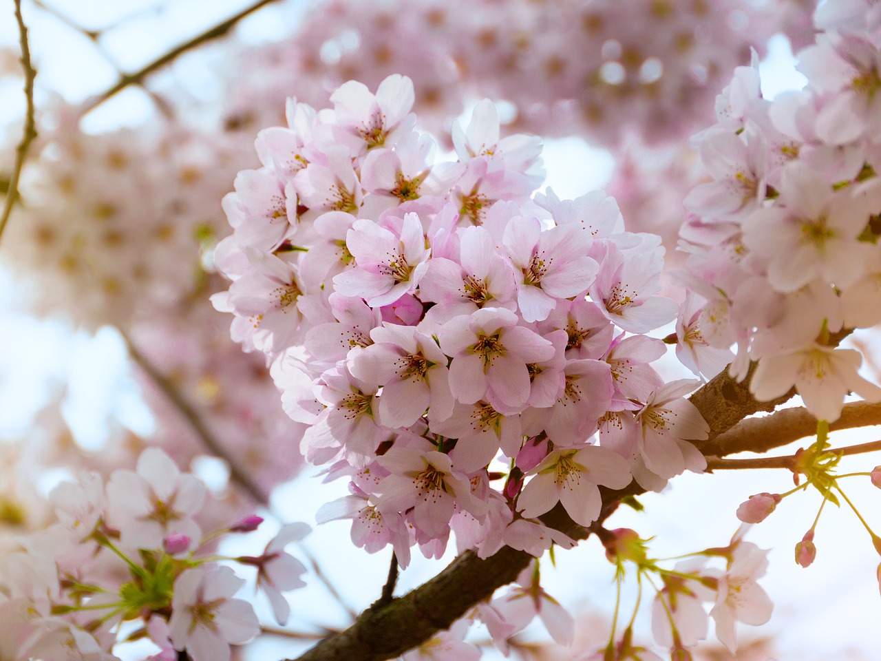 cherry blossoms pink spring free photo