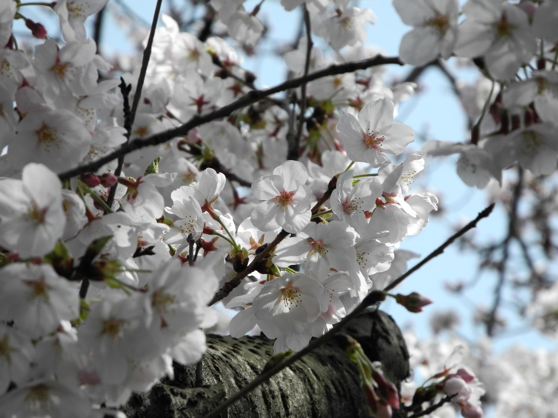 cherry blossoms cherry blossoms free photo