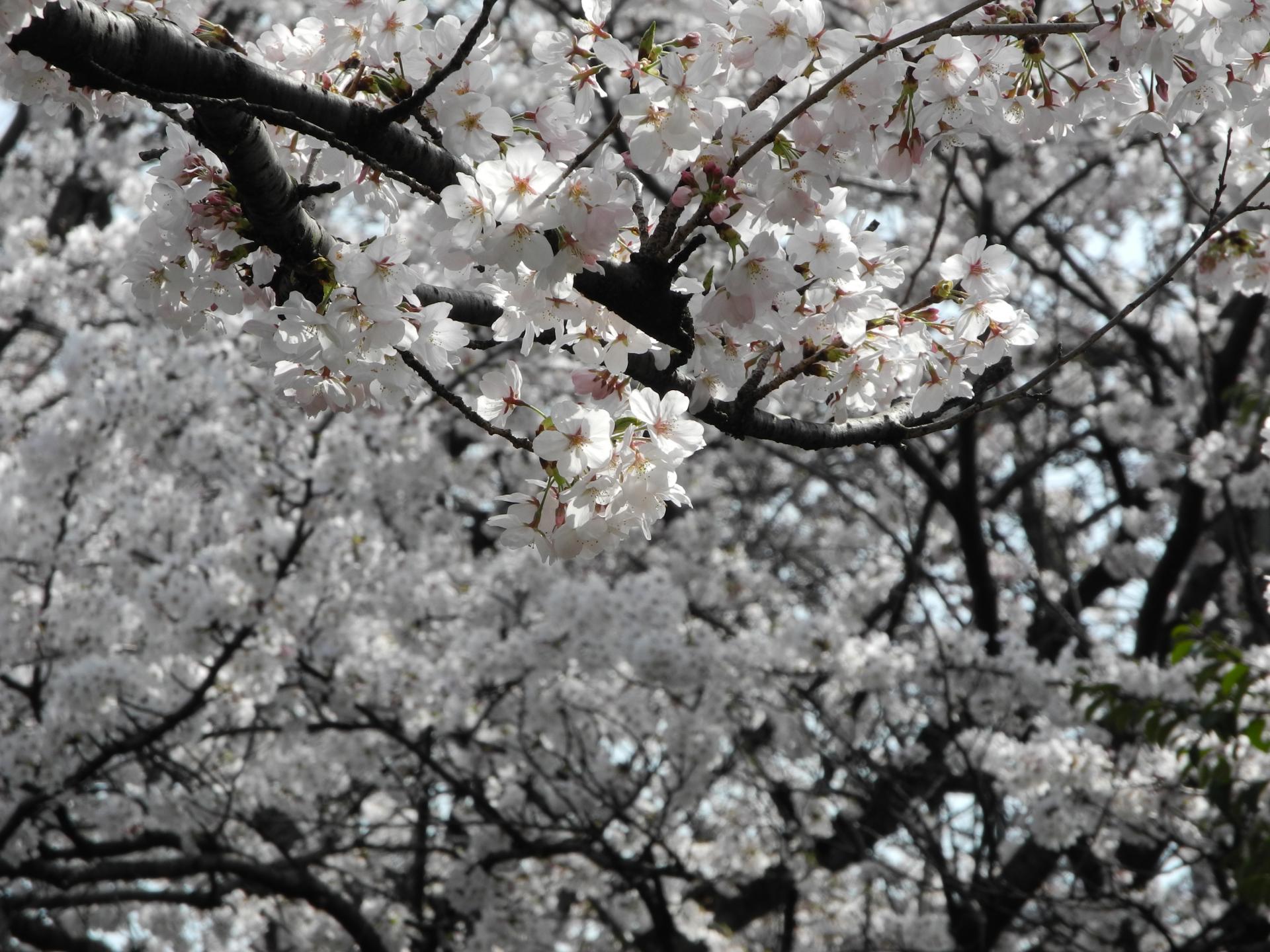 cherry blossoms cherry blossoms free photo