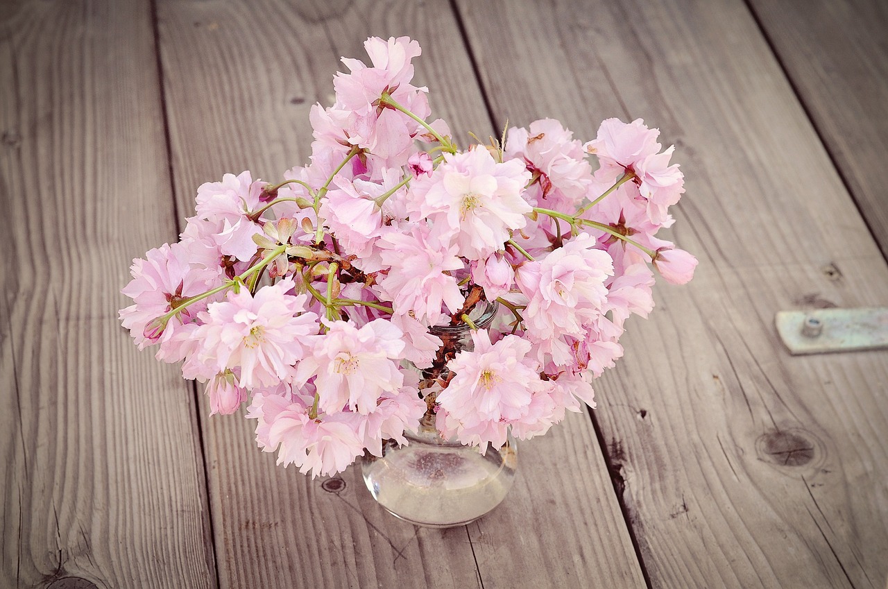 cherry blossoms cherry blossom branch flowers free photo