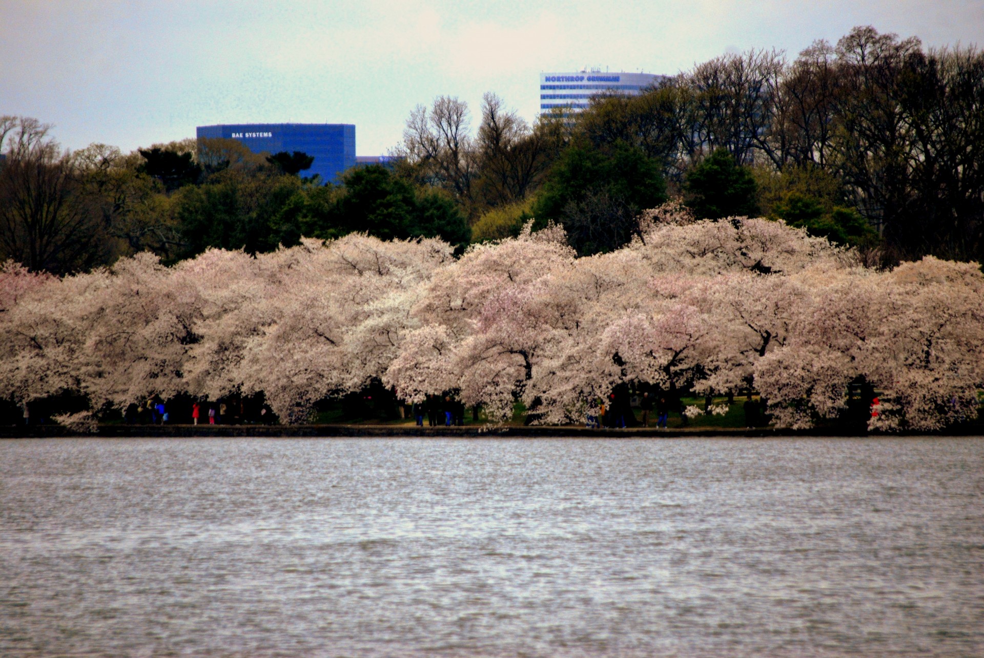 flowers trees cherry blossom free photo