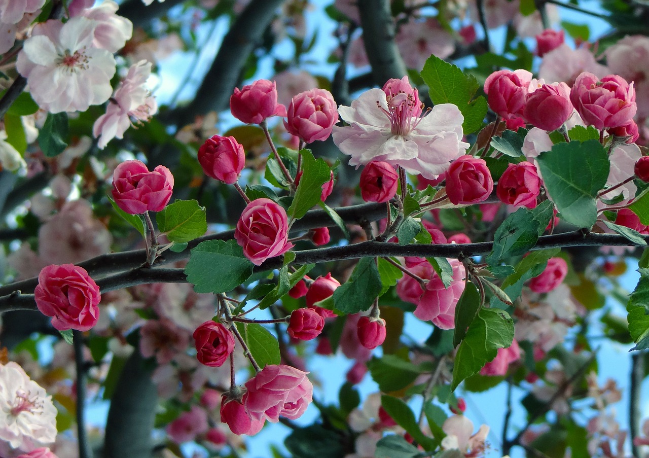 cherry blossoms springtime spring free photo