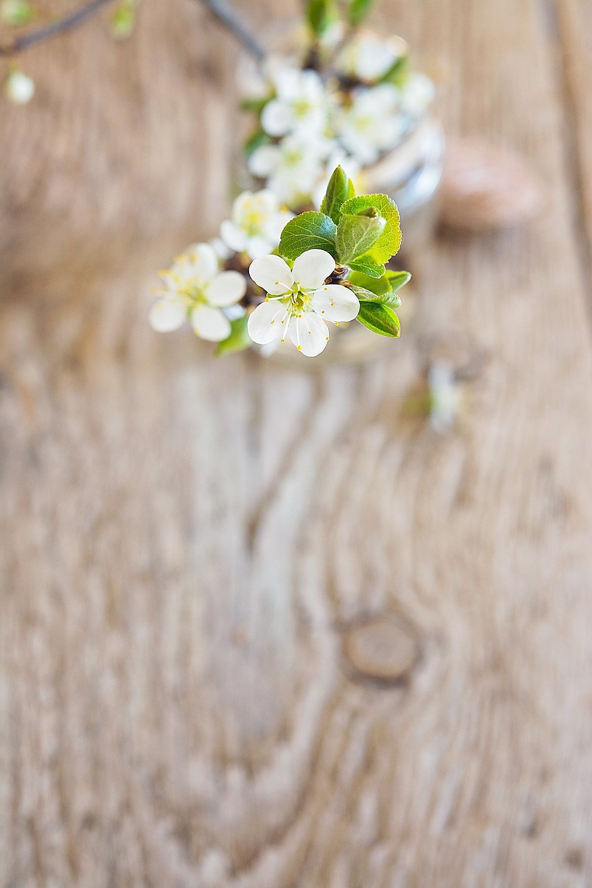 cherry blossoms cherry blossom branch branch free photo