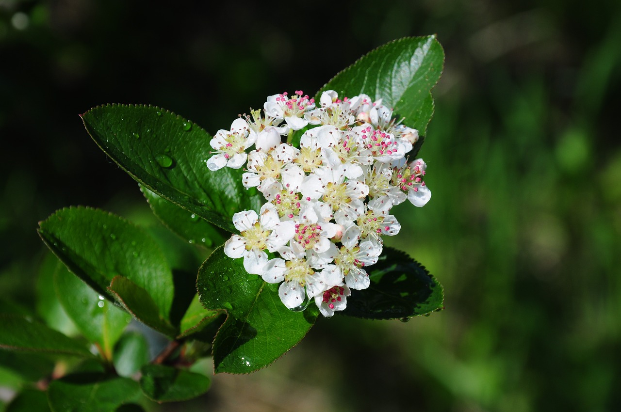 cherry blossoms plant tree free photo