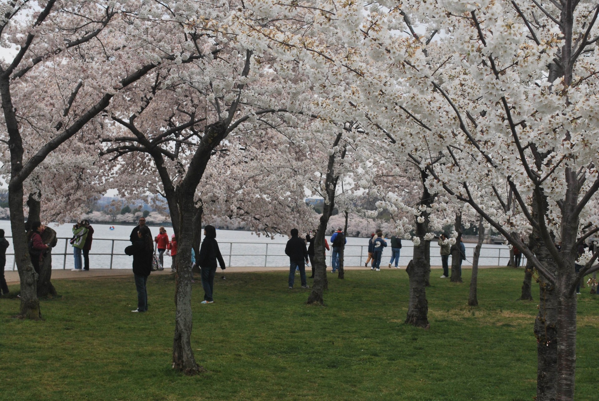 landscape flowers cherry blossoms free photo