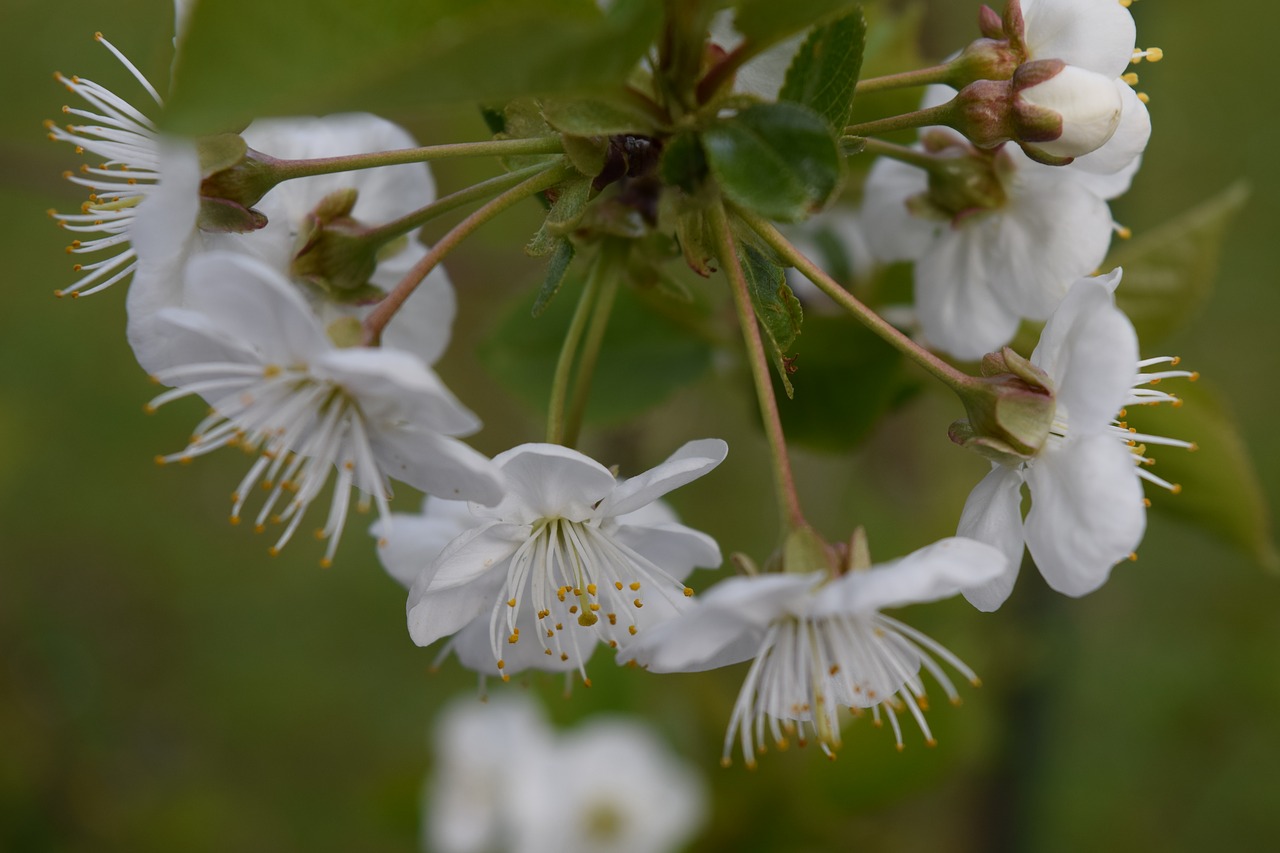 cherry blossoms blossom bloom free photo