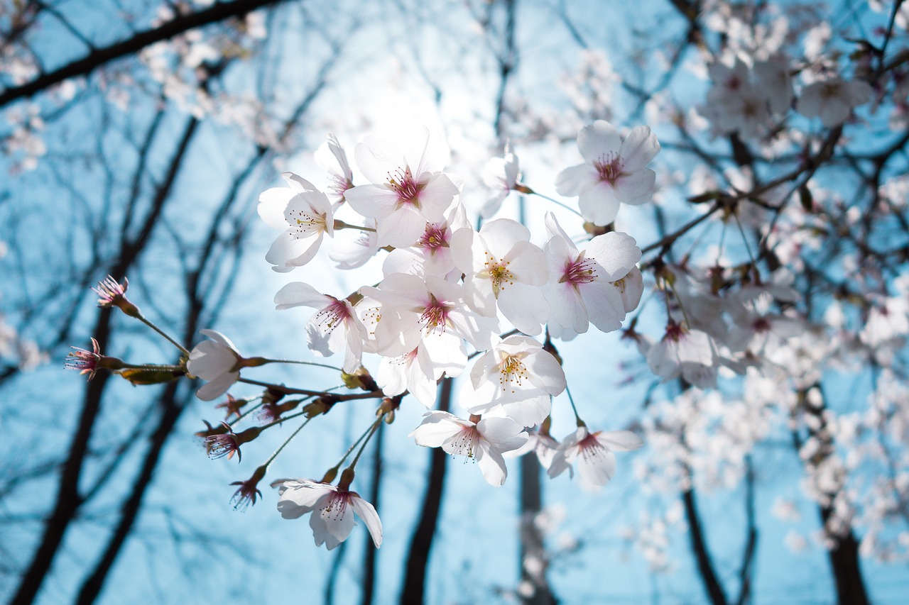 cherry blossoms cherry pink free photo