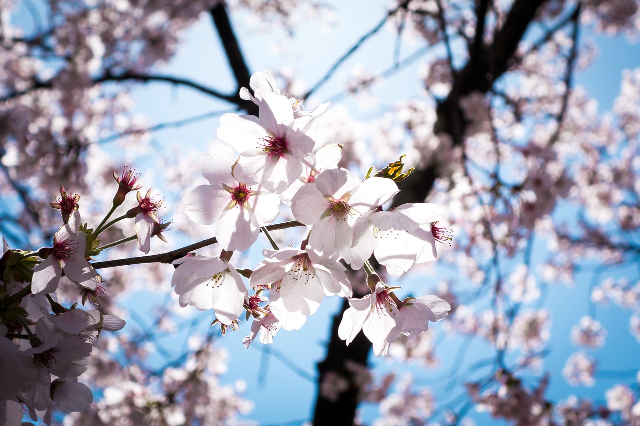 cherry blossoms cherry pink free photo