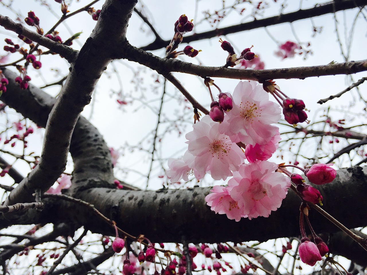 cherry blossoms pink spring free photo