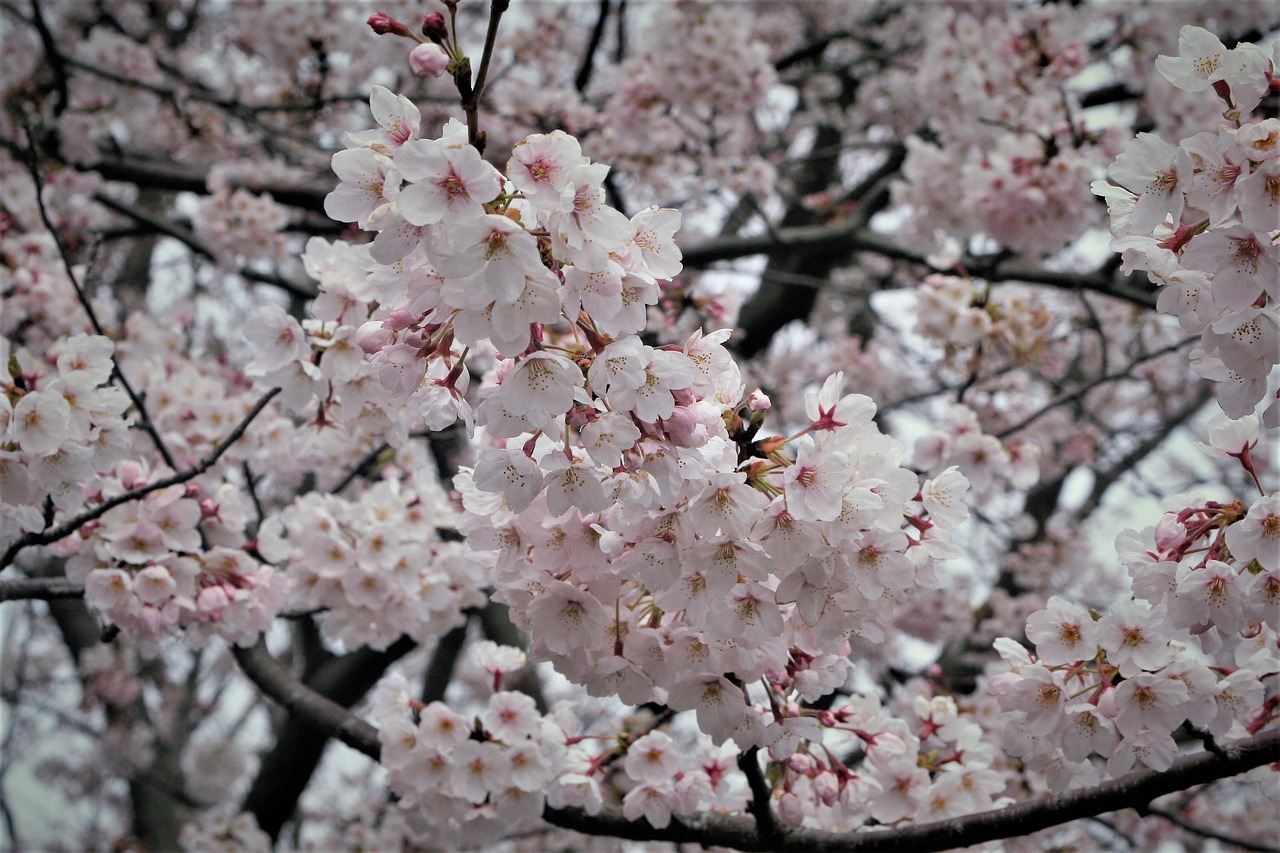 cherry blossoms pale pink pale free photo