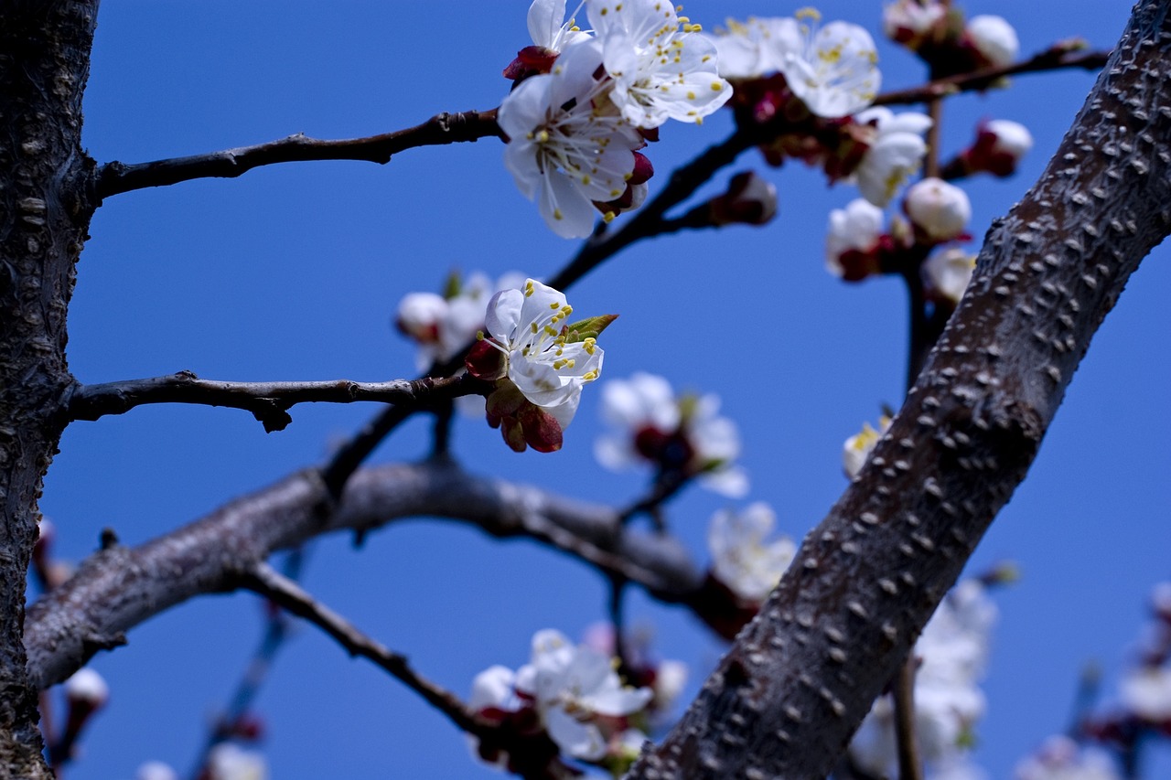 cherry blossoms spring blue sky free photo