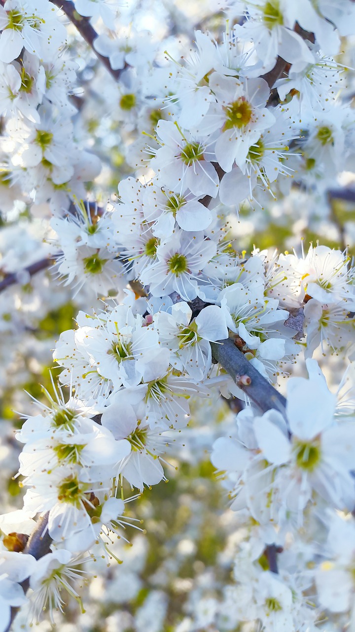 cherry blossoms flowers spring free photo