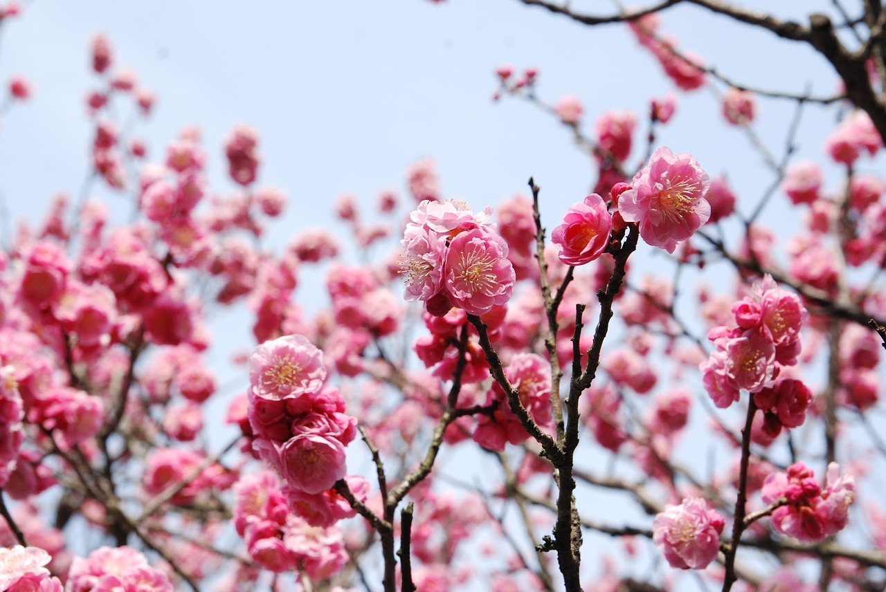 cherry blossoms cherry flowers cherry tree free photo