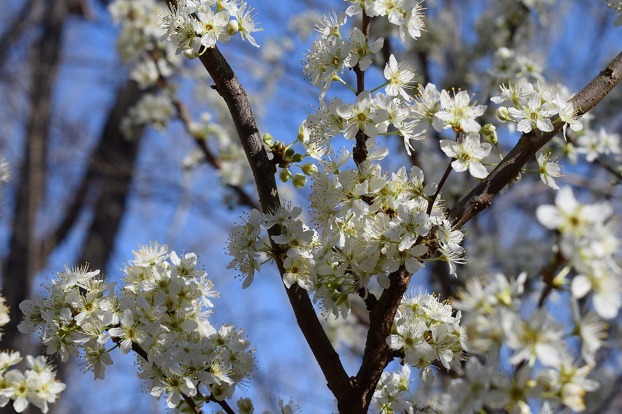 cherry blossoms cherry tree blossom free photo