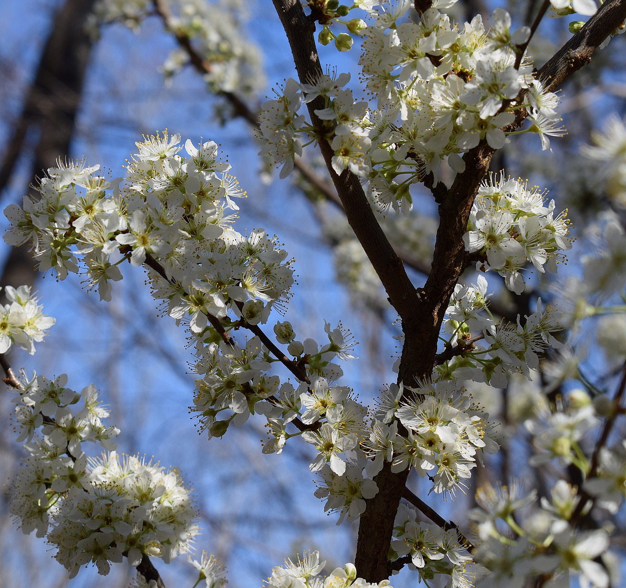 cherry blossoms cherry tree blossom free photo