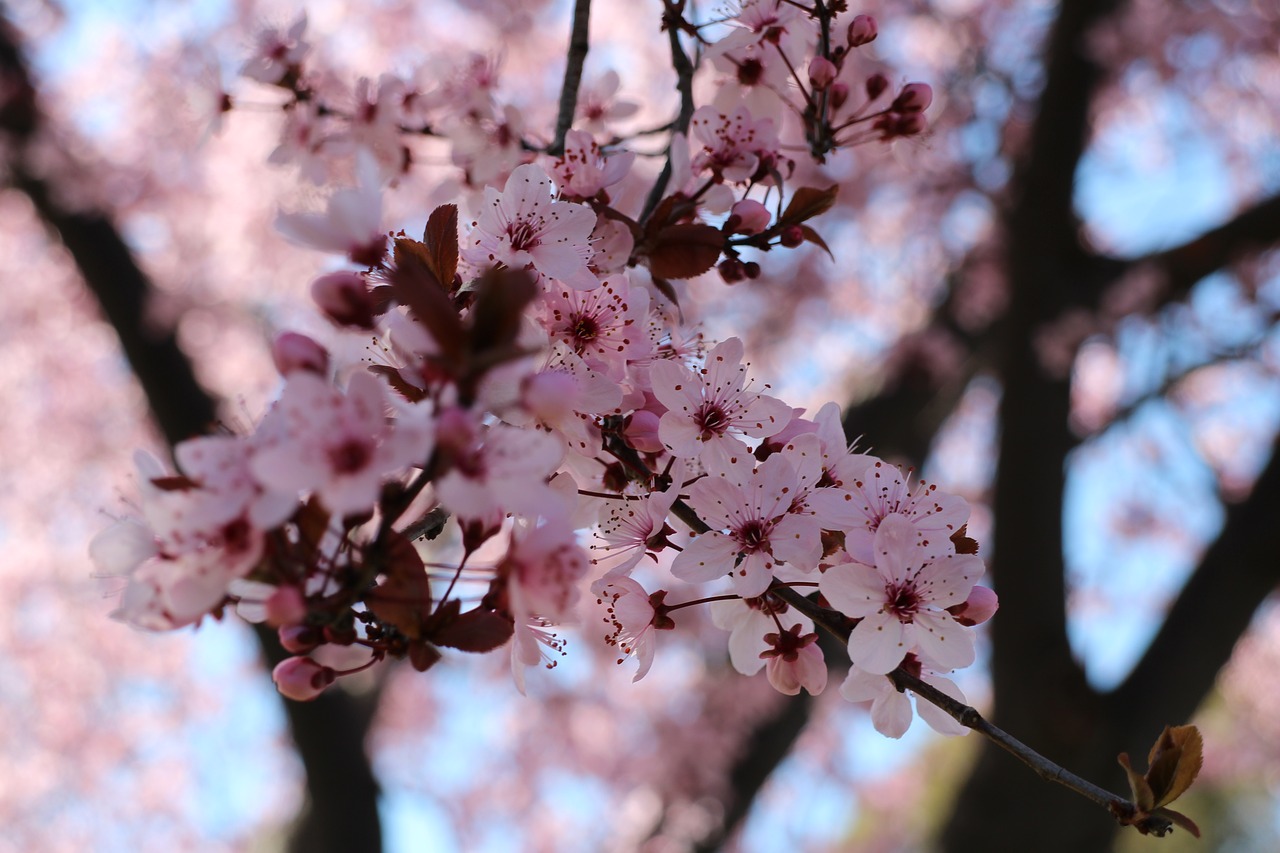 cherry blossoms pink natural free photo