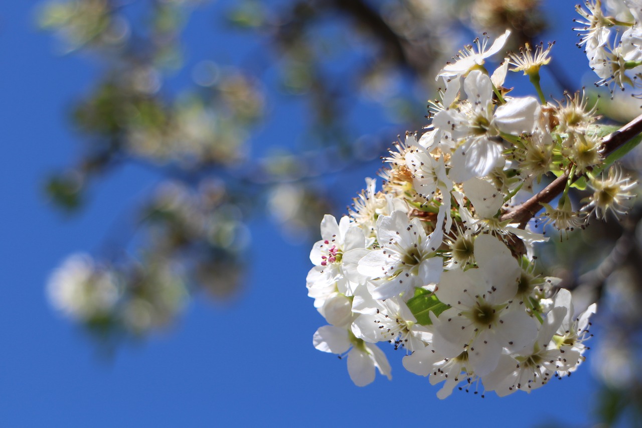 cherry blossoms white natural free photo