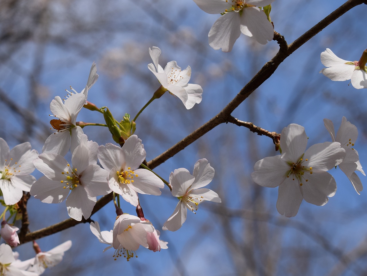 cherry blossoms delicate wild cherry free photo
