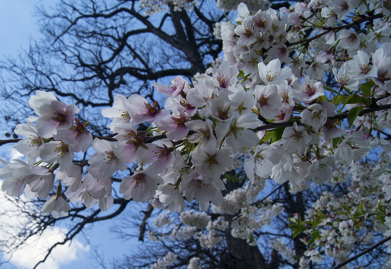 cherry blossoms tree cherry free photo