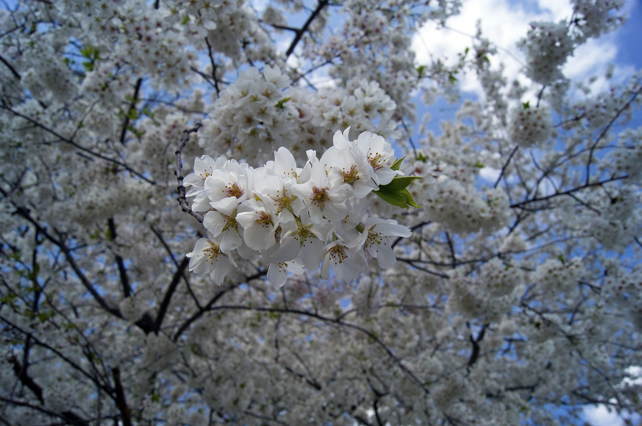 cherry blossoms flower tree free photo