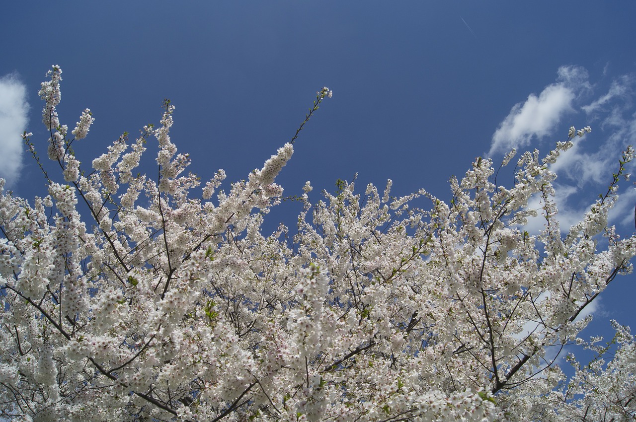 cherry blossoms flowers cherry free photo