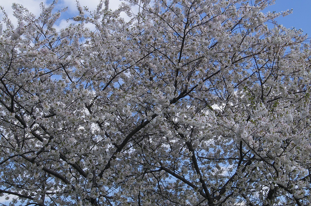 cherry blossoms flowers cherry free photo