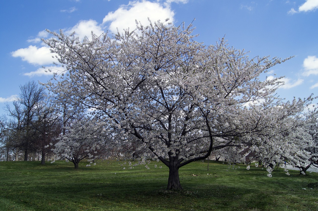 cherry blossoms flowers cherry free photo