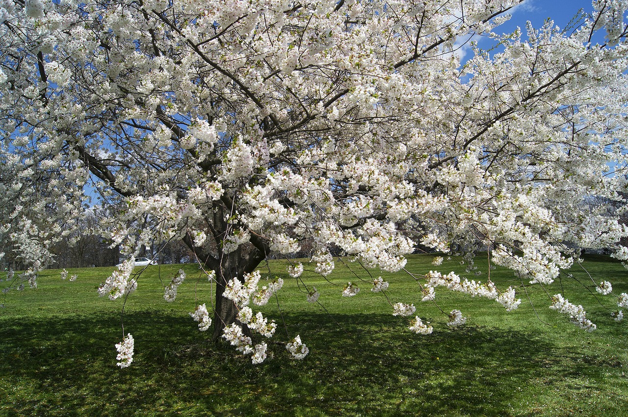 cherry blossoms flowers cherry free photo