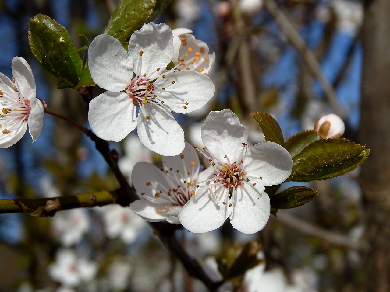 cherry blossoms flowers spring free photo