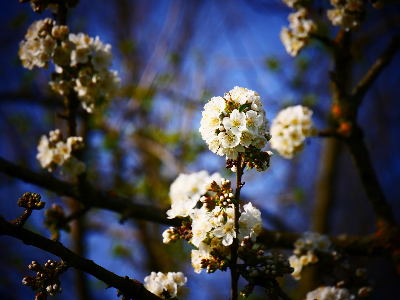 cherry blossoms white flowers free photo