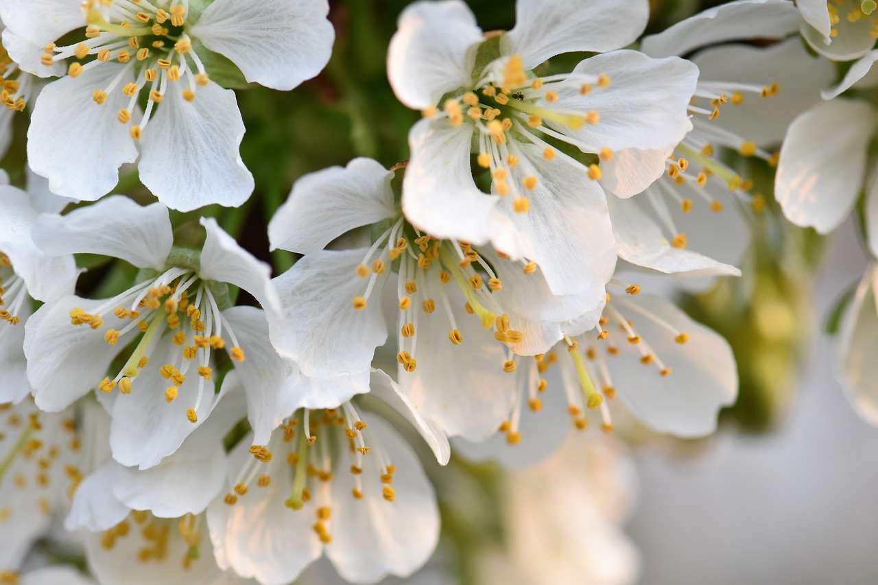 cherry blossoms bloom plant free photo