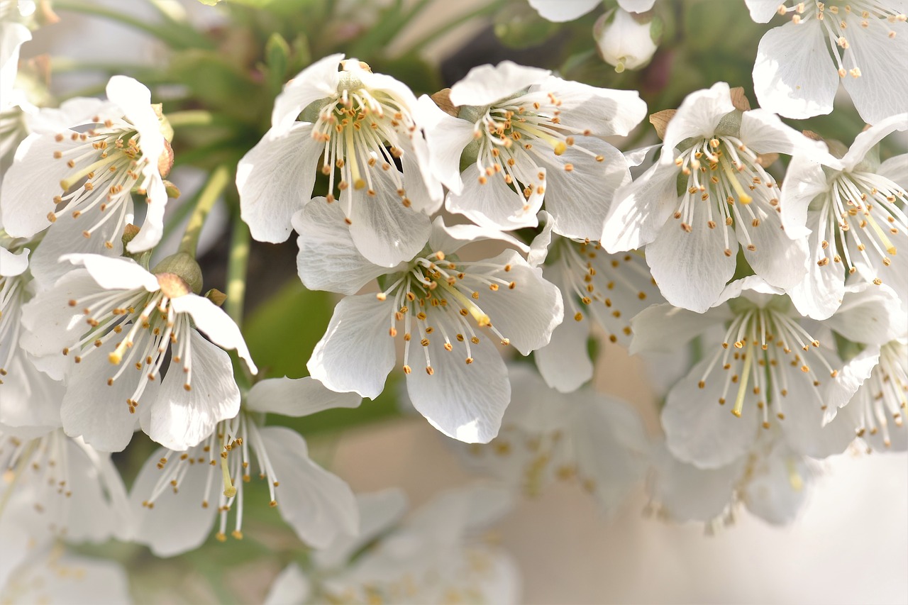 cherry blossoms flowers leaves free photo