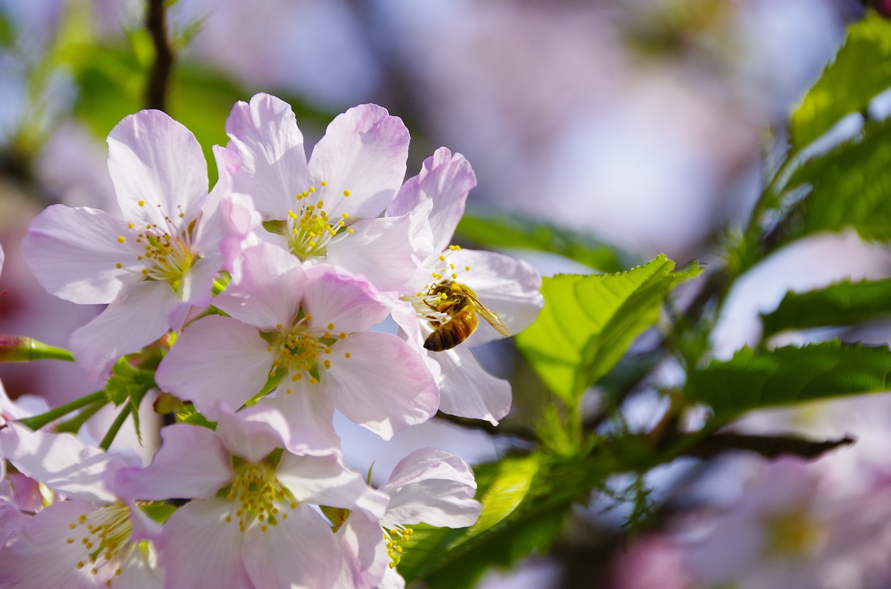 cherry blossoms bee flowers and plants free photo