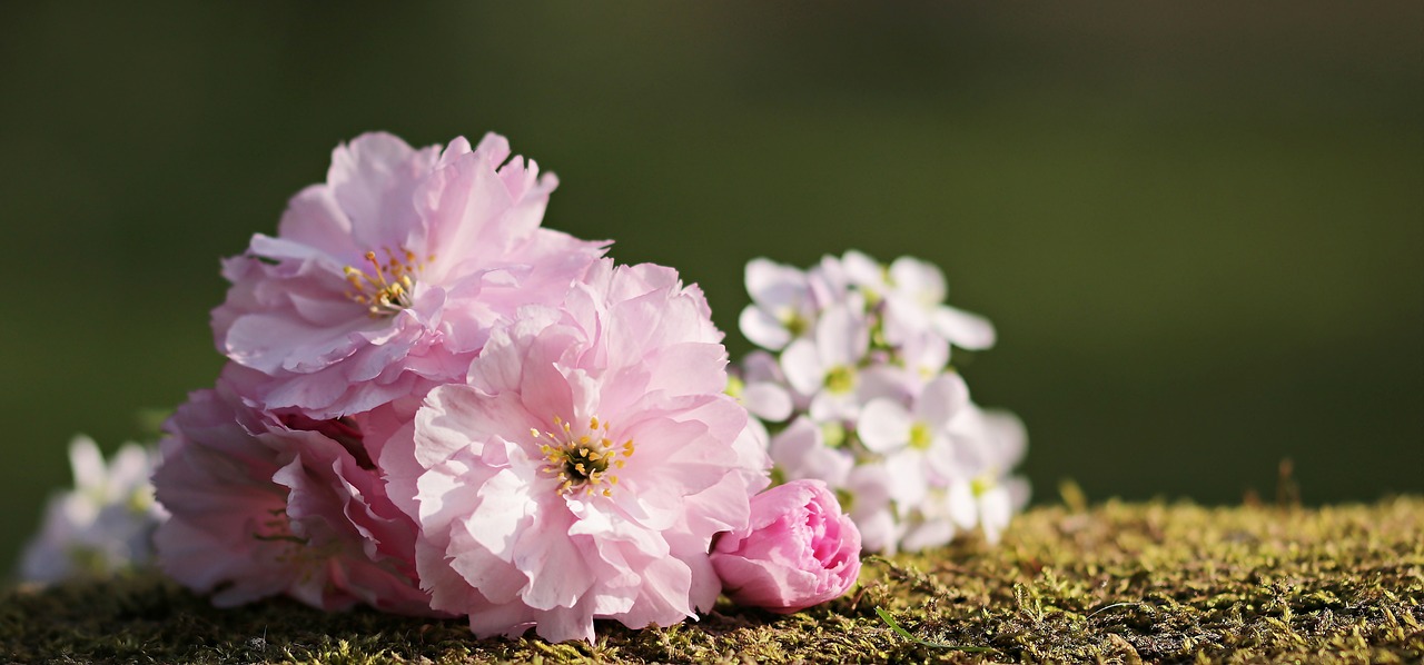 cherry blossoms flowers japanese cherry free photo