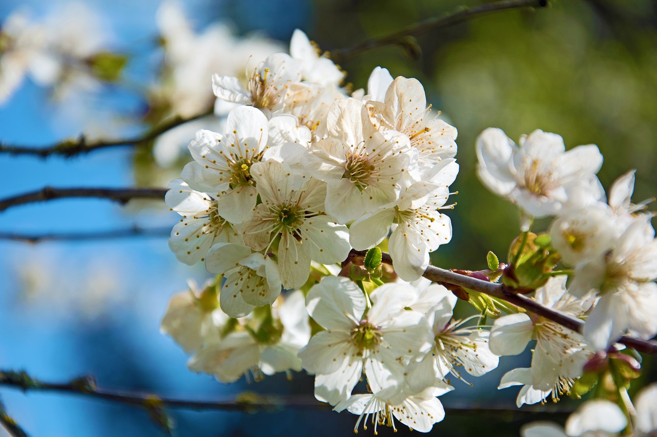 cherry blossoms flowers spring free photo