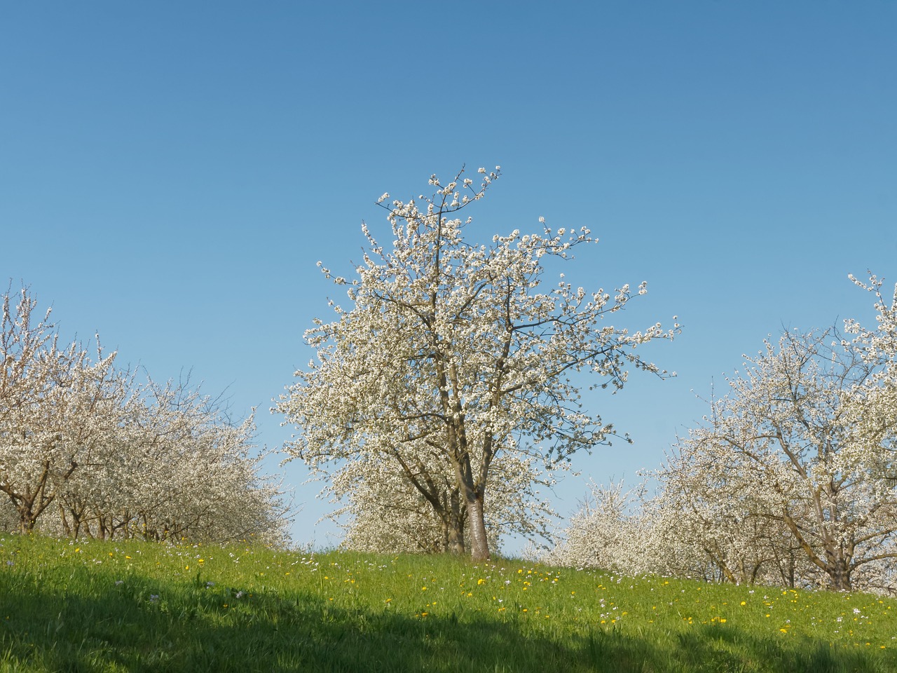 cherry blossoms spring flowering tree free photo