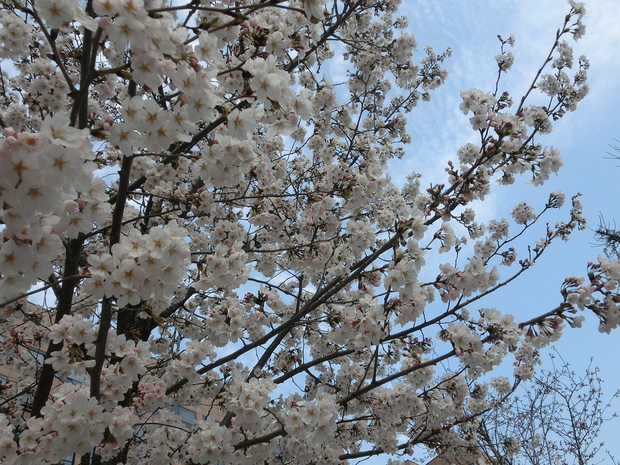 cherry blossoms background flowers free photo