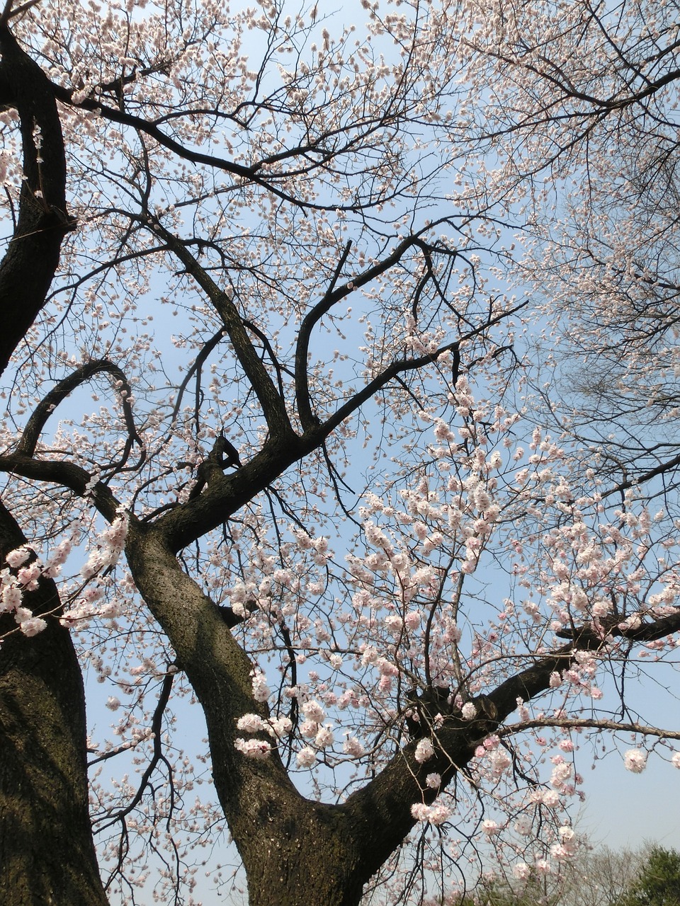 cherry blossoms background flowers free photo