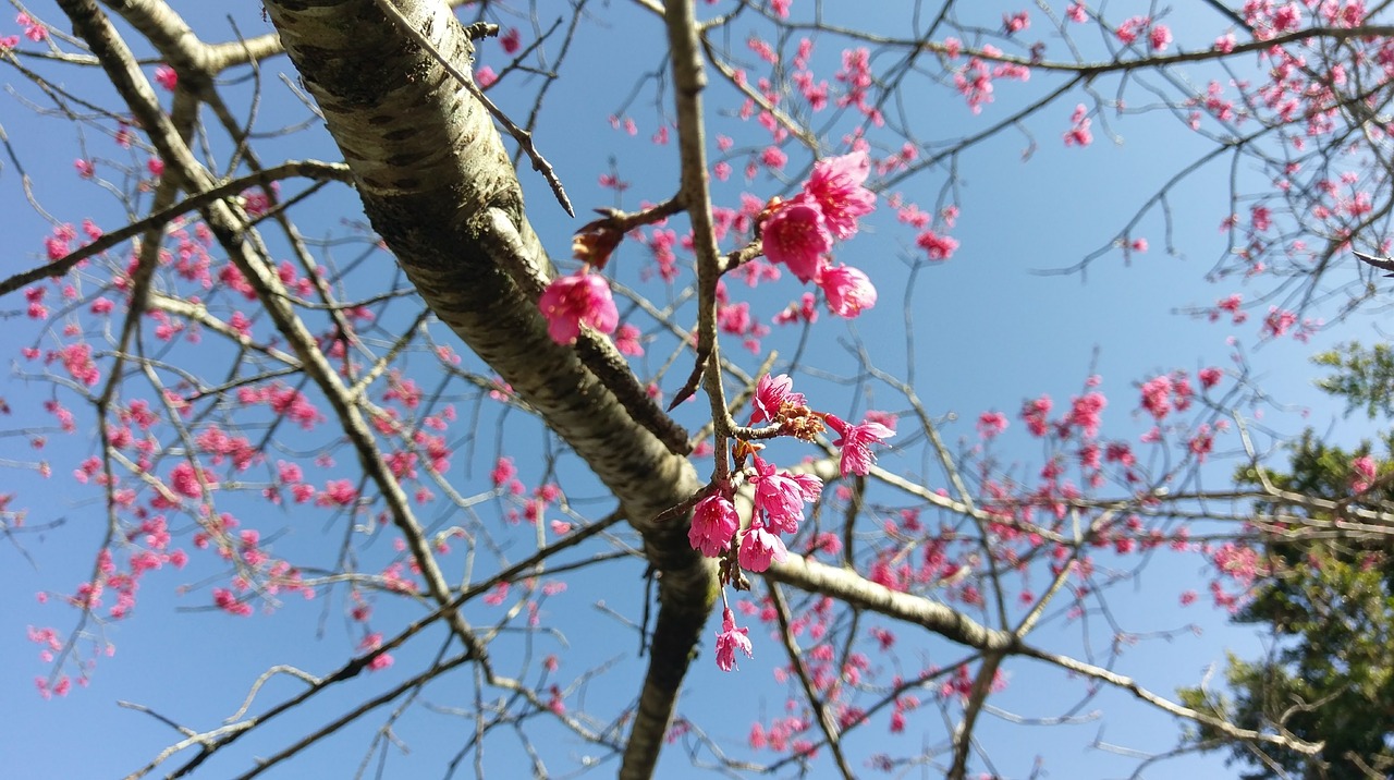 cherry blossoms spring flowers and plants free photo