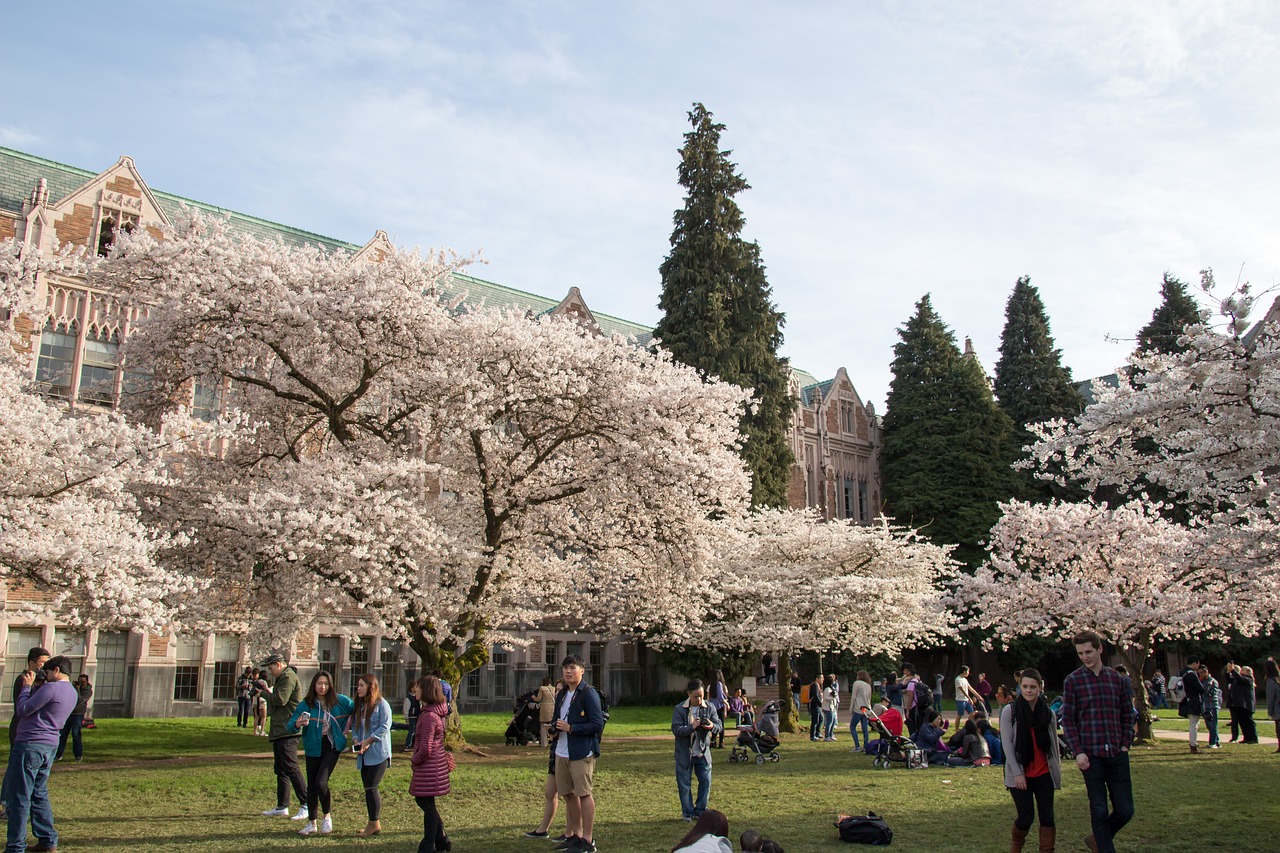 cherry blossoms spring tree free photo