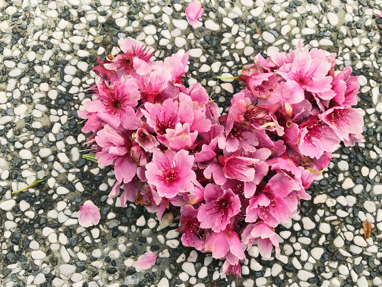 cherry blossoms love small stone free photo