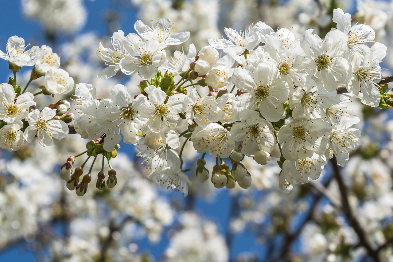 cherry blossoms white white blossom free photo