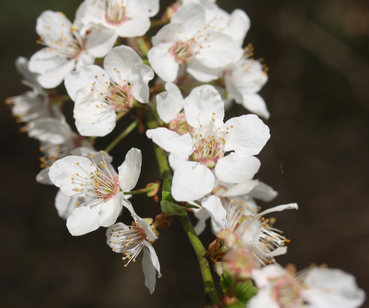 cherry blossoms hell white free photo