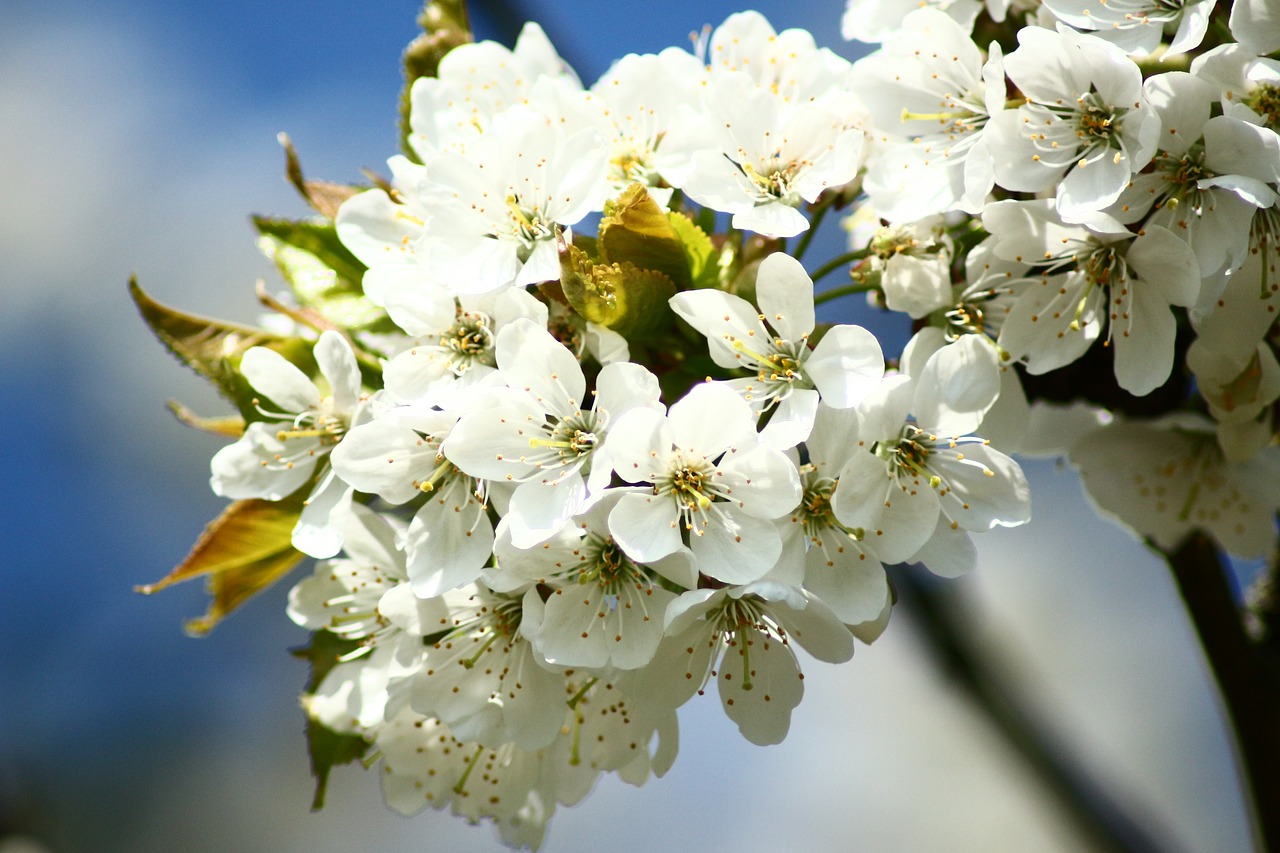 cherry blossoms macro white free photo