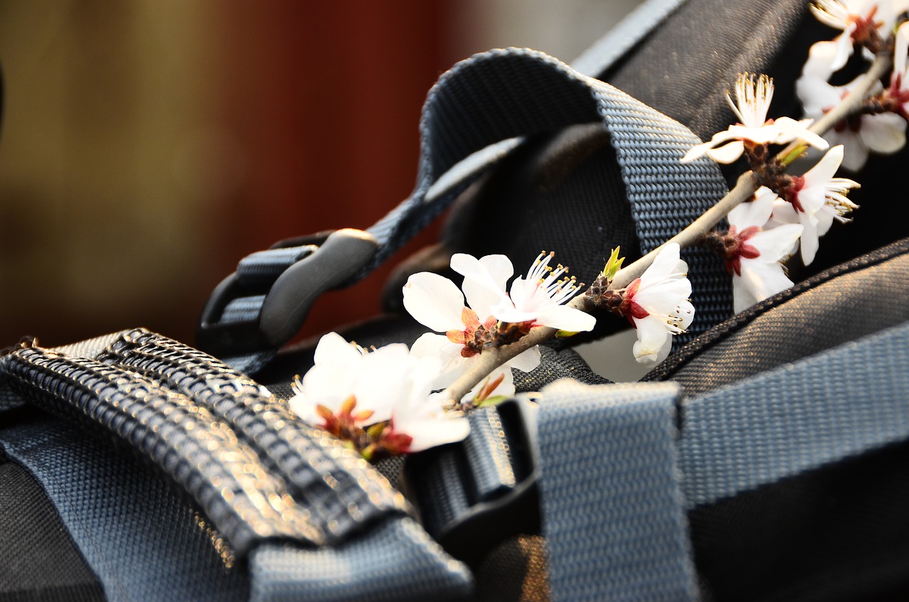 cherry blossoms flower spring free photo