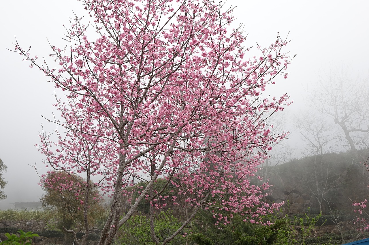 cherry blossoms the mist of cherry blossoms pink free photo
