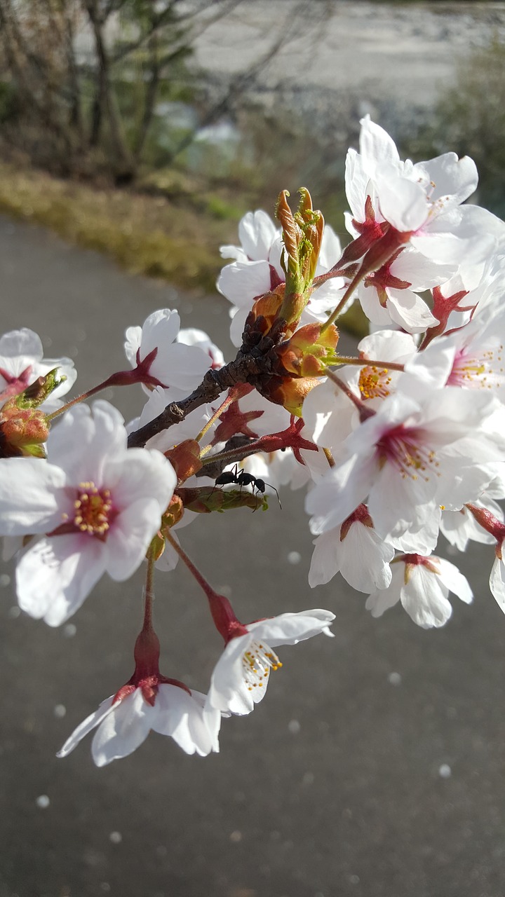 cherry blossoms flower ma 蟻 free photo